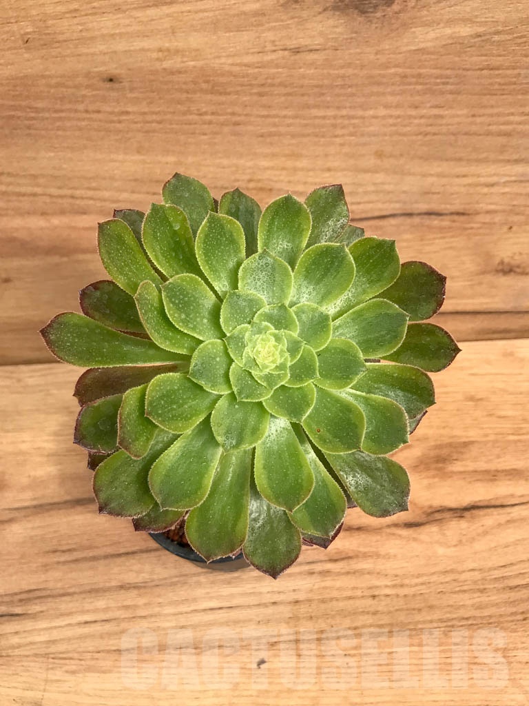 SHPR9211 Aeonium 'Halloween'