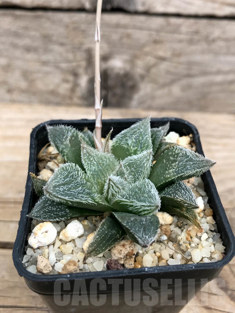 SHPR9216 Haworthia venusta x pygmaea
