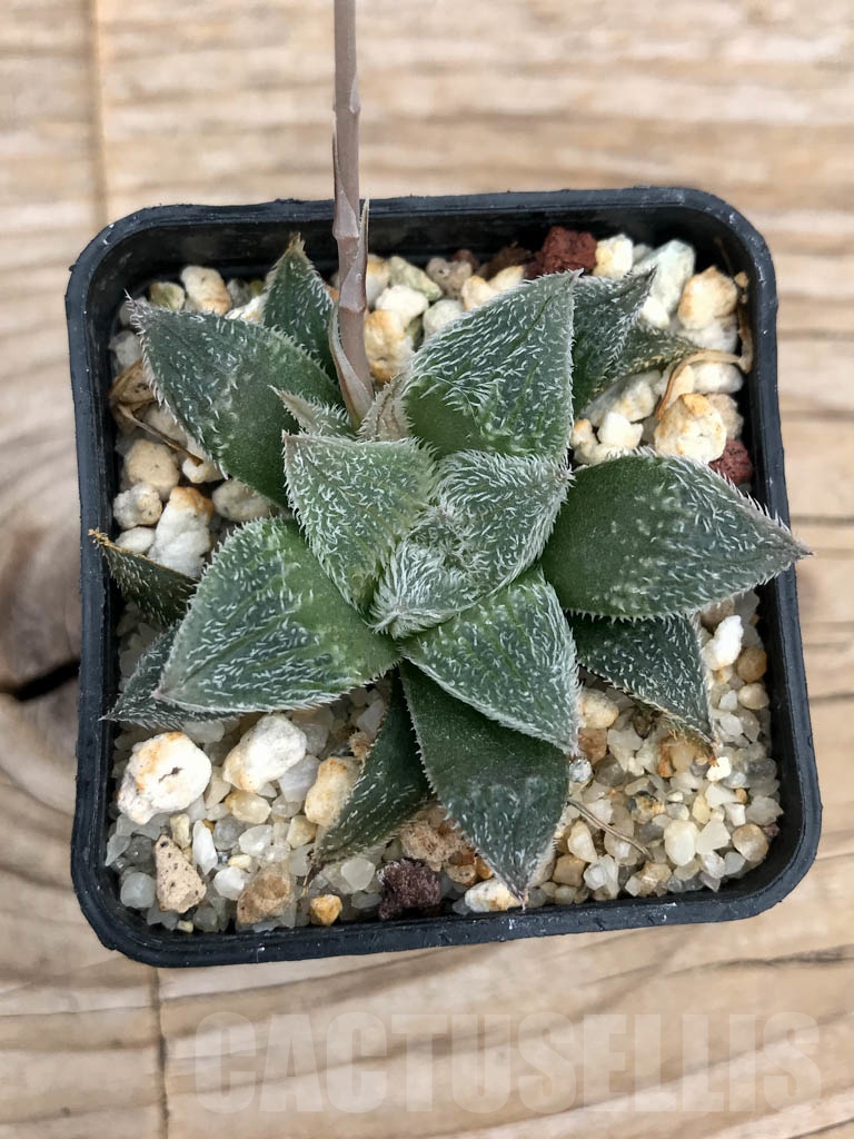SHPR9216 Haworthia venusta x pygmaea - Image 3