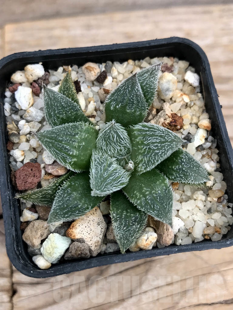 SHPR9216 Haworthia venusta x pygmaea - Image 4