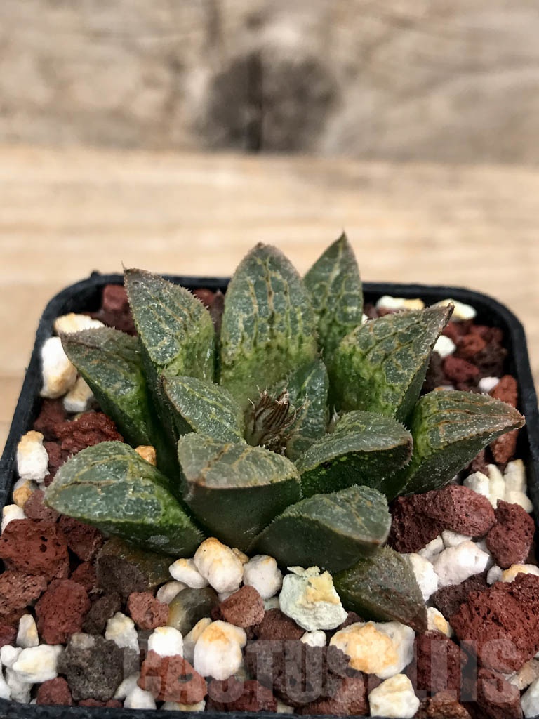 SHPR9220 Haworthia schmidtiana x retusa x comptoniana F2 - immagine 2
