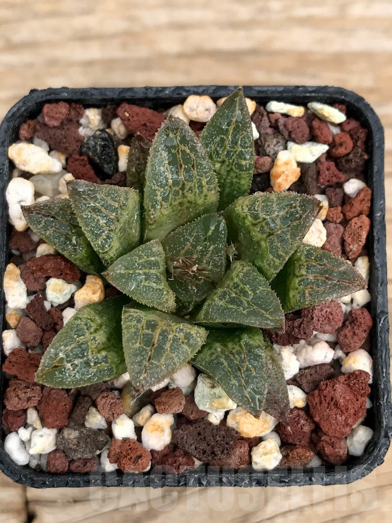 SHPR9220 Haworthia schmidtiana x retusa x comptoniana F2
