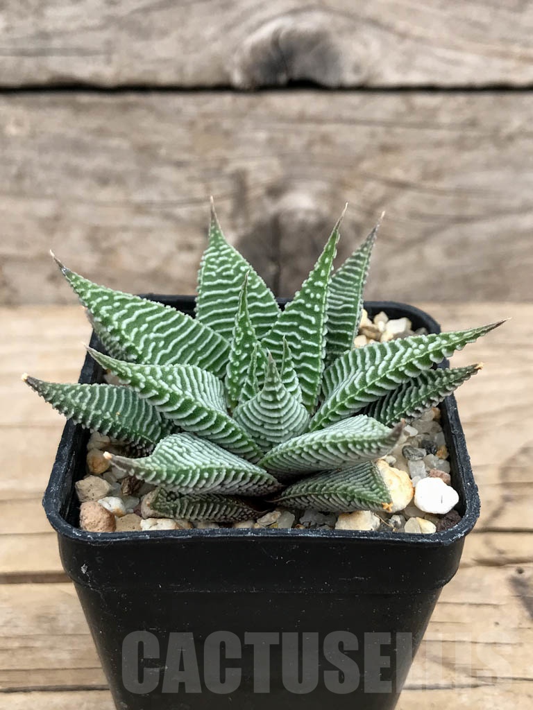SHPR9223 Haworthia limifolia var. striata