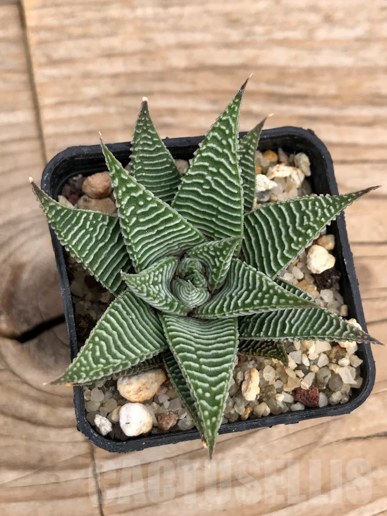 SHPR9223 Haworthia limifolia var. striata - Image 3