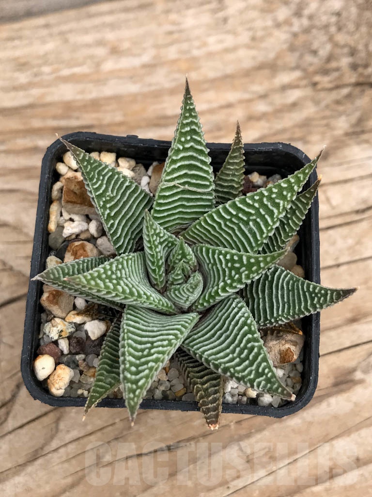 SHPR9223 Haworthia limifolia var. striata - Image 4