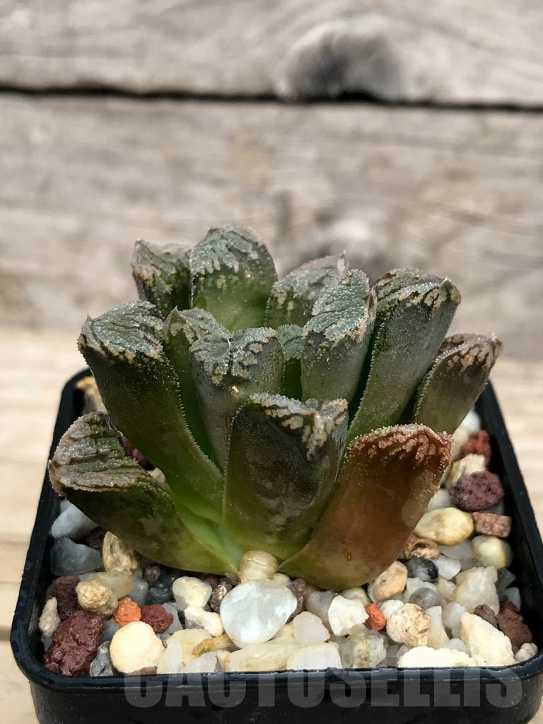 SHPR9225 Haworthia pygmaea x maughanii - Image 2