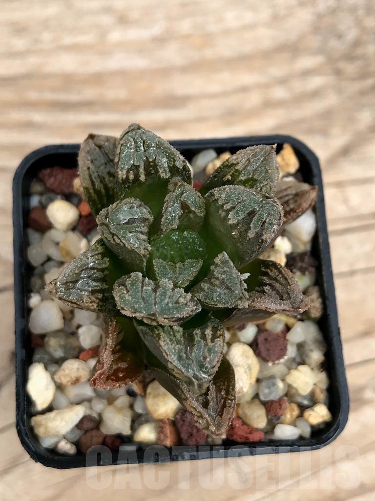 SHPR9225 Haworthia pygmaea x maughanii