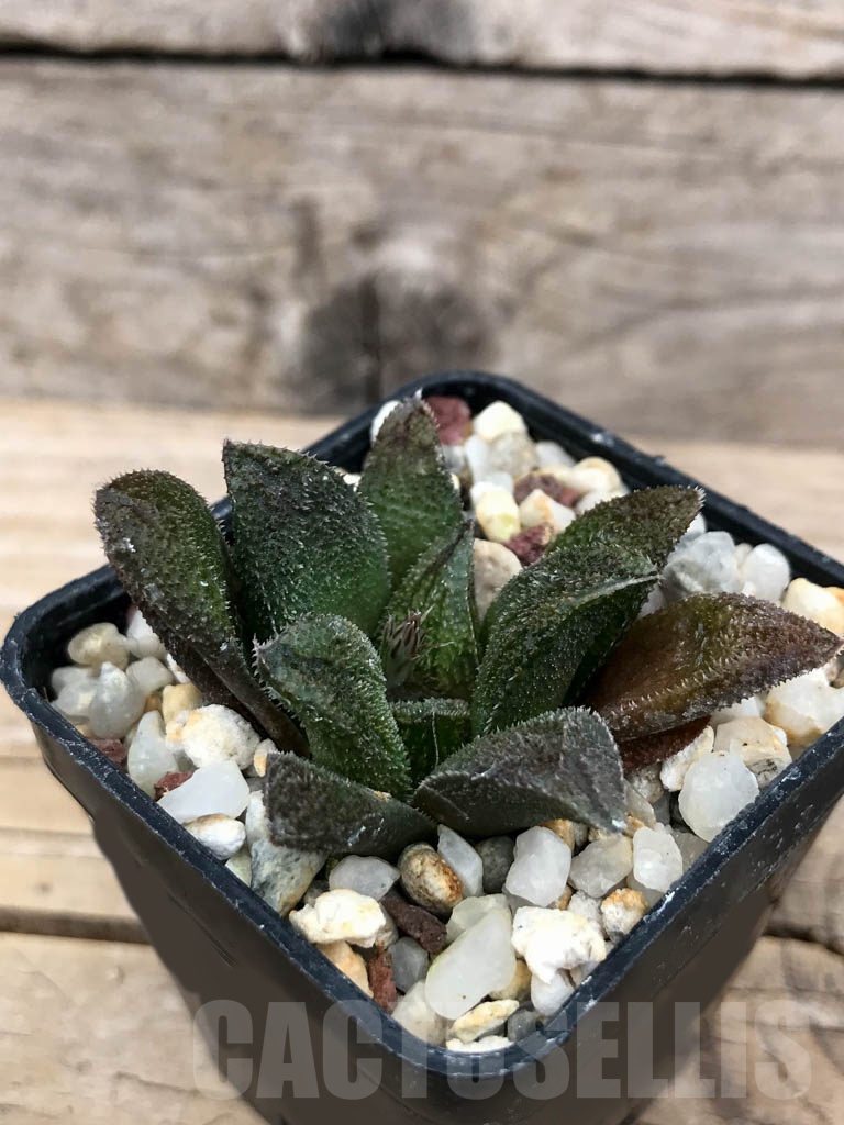 SHPR9228 Haworthia 'Chocolate' x maughanii - Image 2