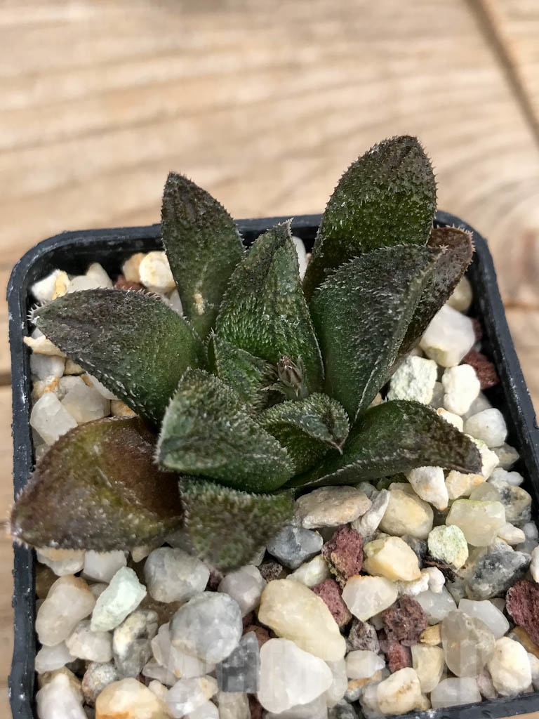 SHPR9228 Haworthia 'Chocolate' x maughanii