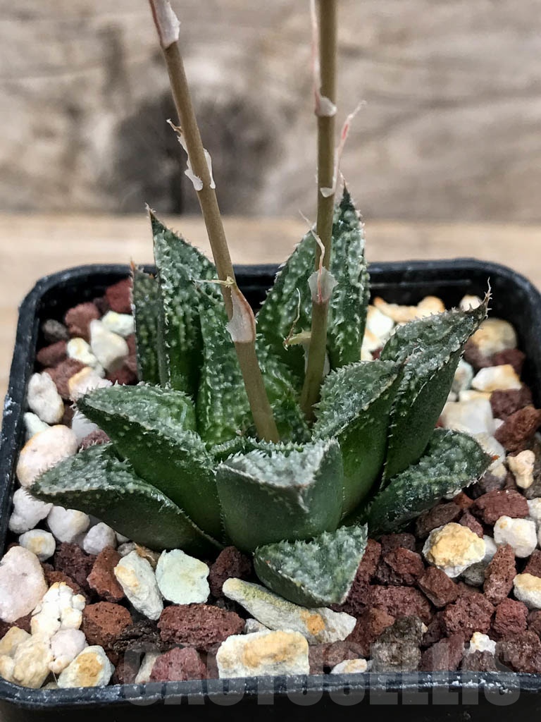 SHPR9230 Haworthia wimii hybrid - Image 2