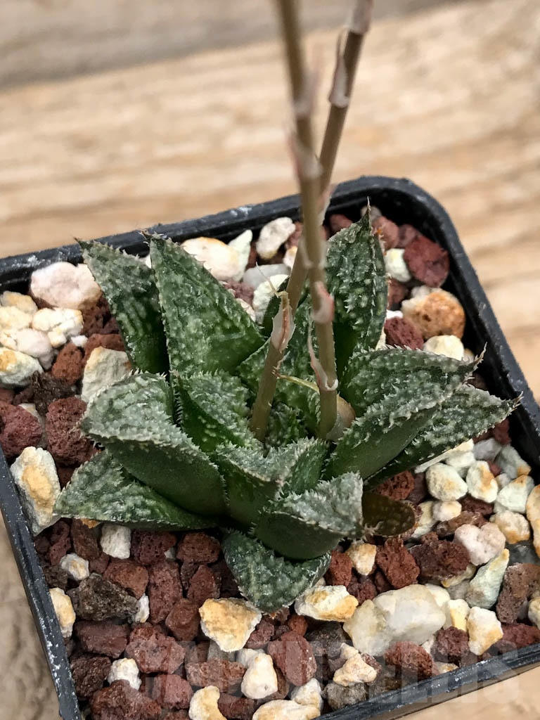 SHPR9230 Haworthia wimii hybrid