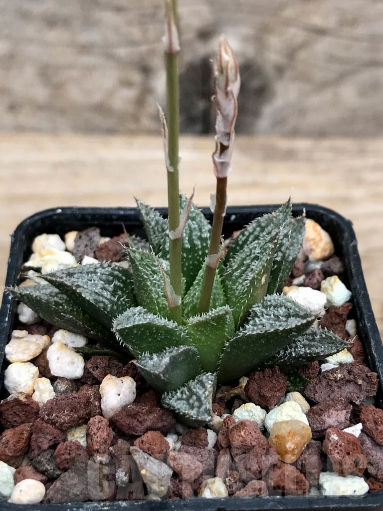 SHPR9233 Haworthia wimii hybrid - Image 2