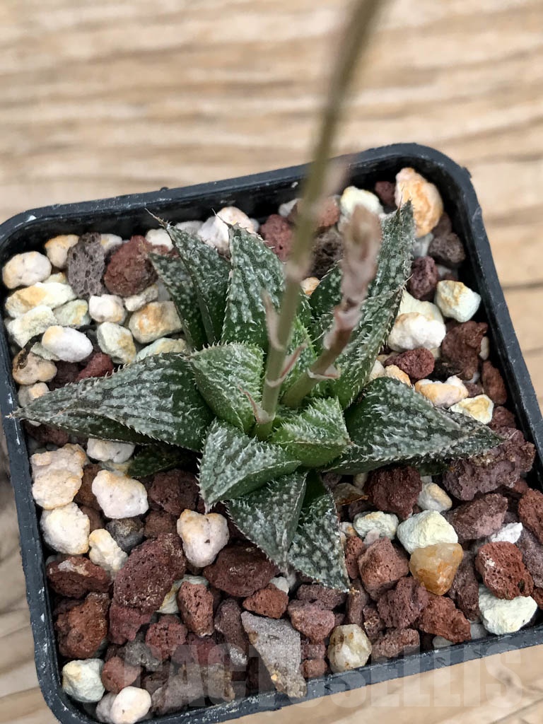 SHPR9233 Haworthia wimii hybrid