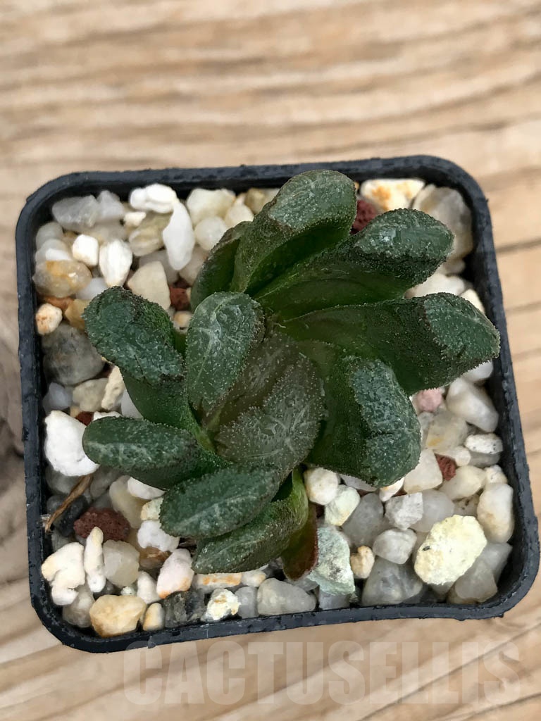 SHPR9235 Haworthia truncata x maughanii