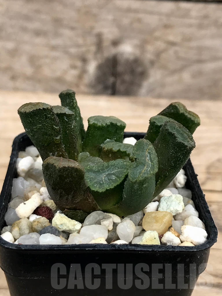 SHPR9236 Haworthia truncata x maughanii - Image 2