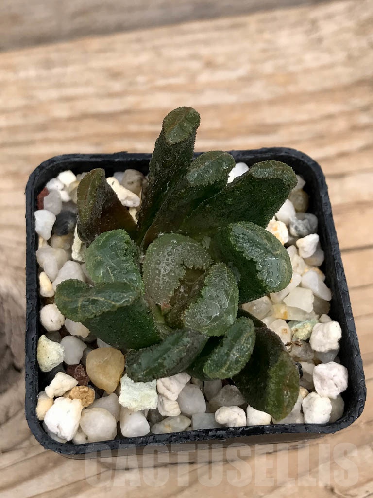 SHPR9236 Haworthia truncata x maughanii