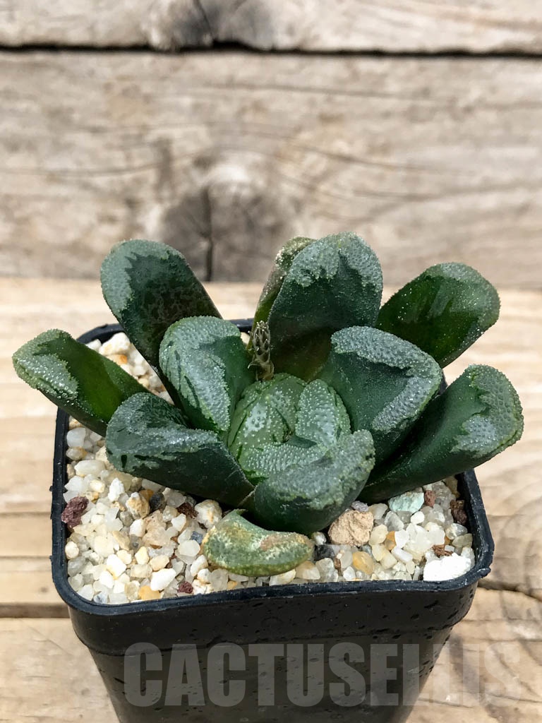 SHPR9237 Haworthia truncata x maughanii - immagine 2