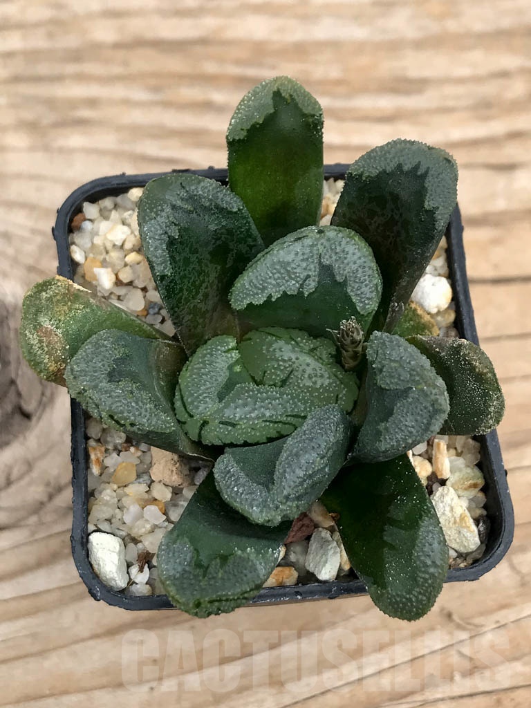 SHPR9237 Haworthia truncata x maughanii