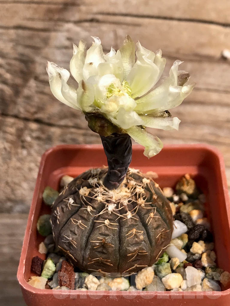 SHPR9238 Gymnocalycium ragonesei