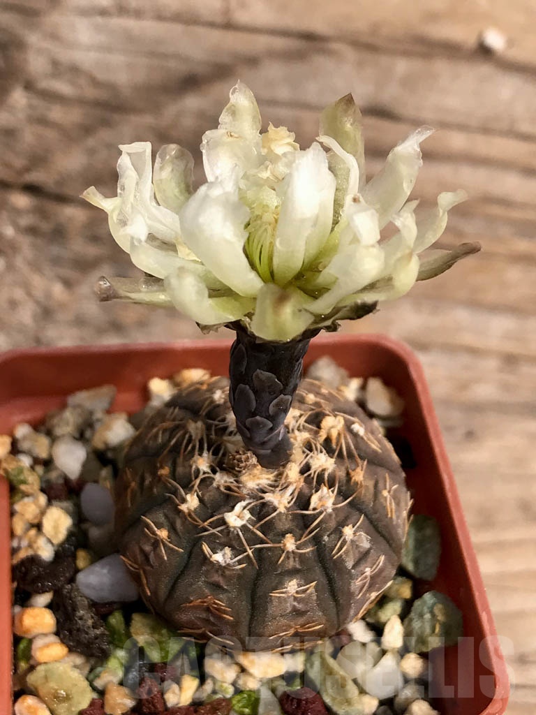 SHPR9238 Gymnocalycium ragonesei - immagine 3