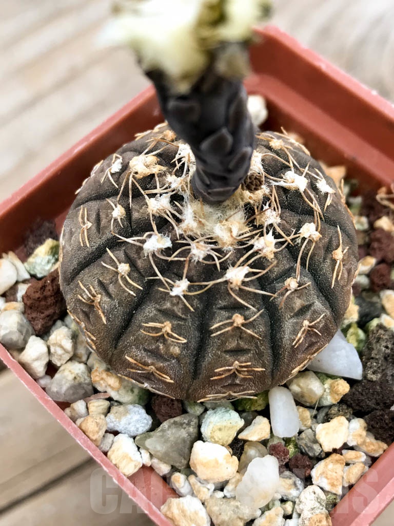 SHPR9238 Gymnocalycium ragonesei - immagine 4