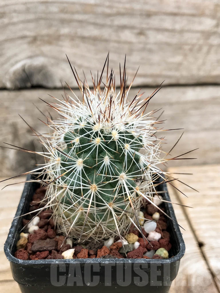 SHPR9243 Gymnocactus beguinii RS 560, Coahuila, Mexicó - Image 2