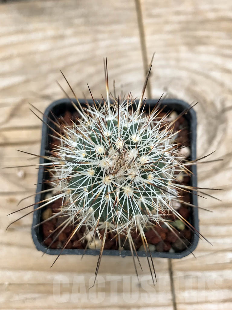SHPR9243 Gymnocactus beguinii RS 560, Coahuila, Mexicó