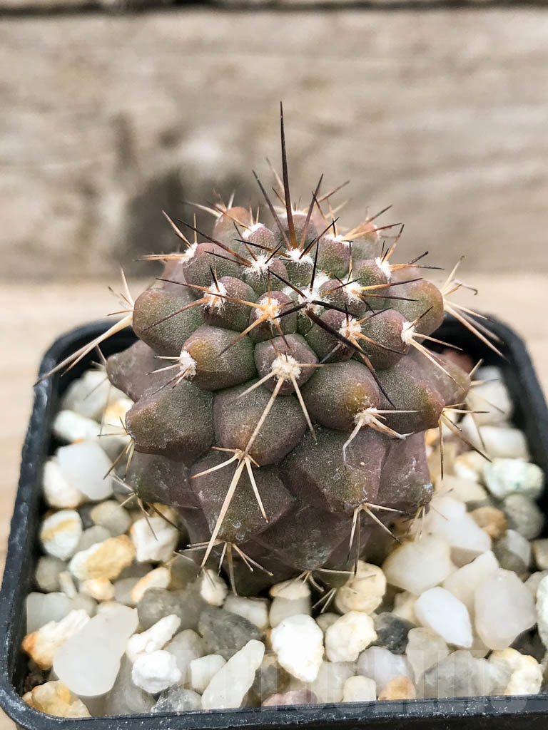 SHPR9245 Copiapoa montana - immagine 2