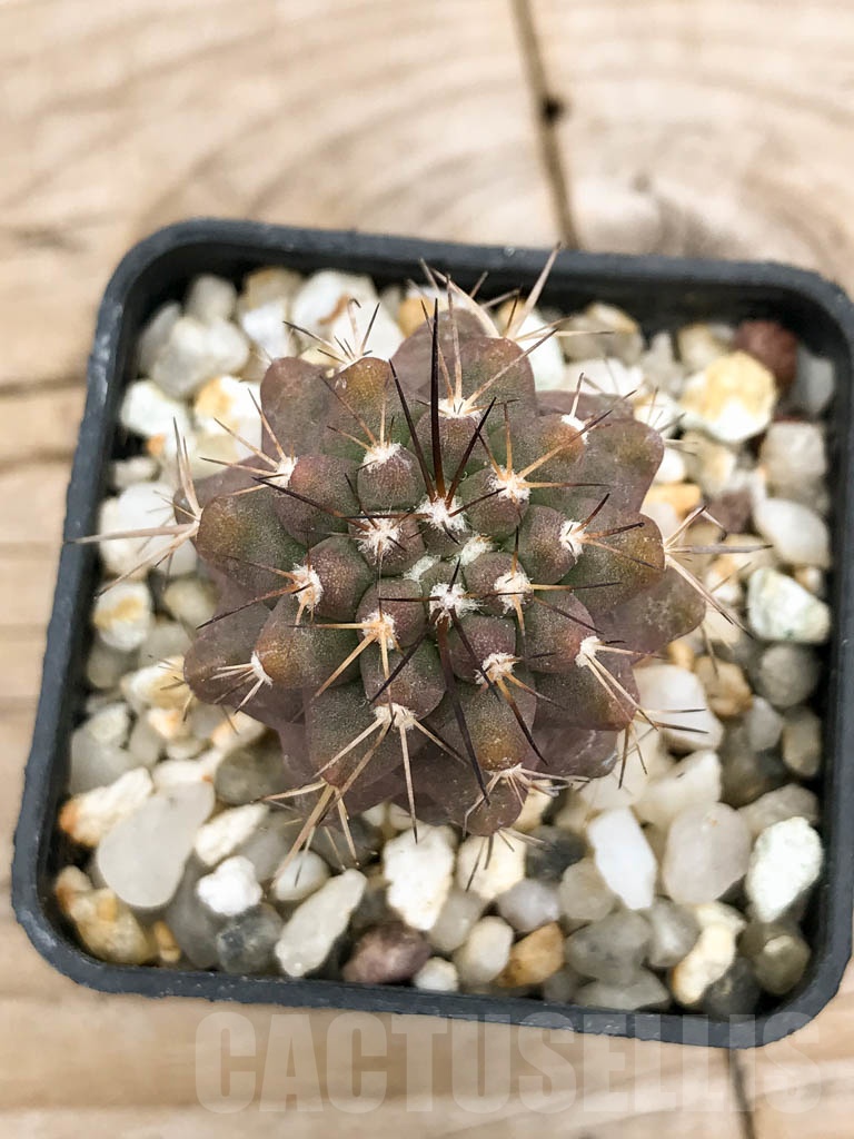 SHPR9245 Copiapoa montana