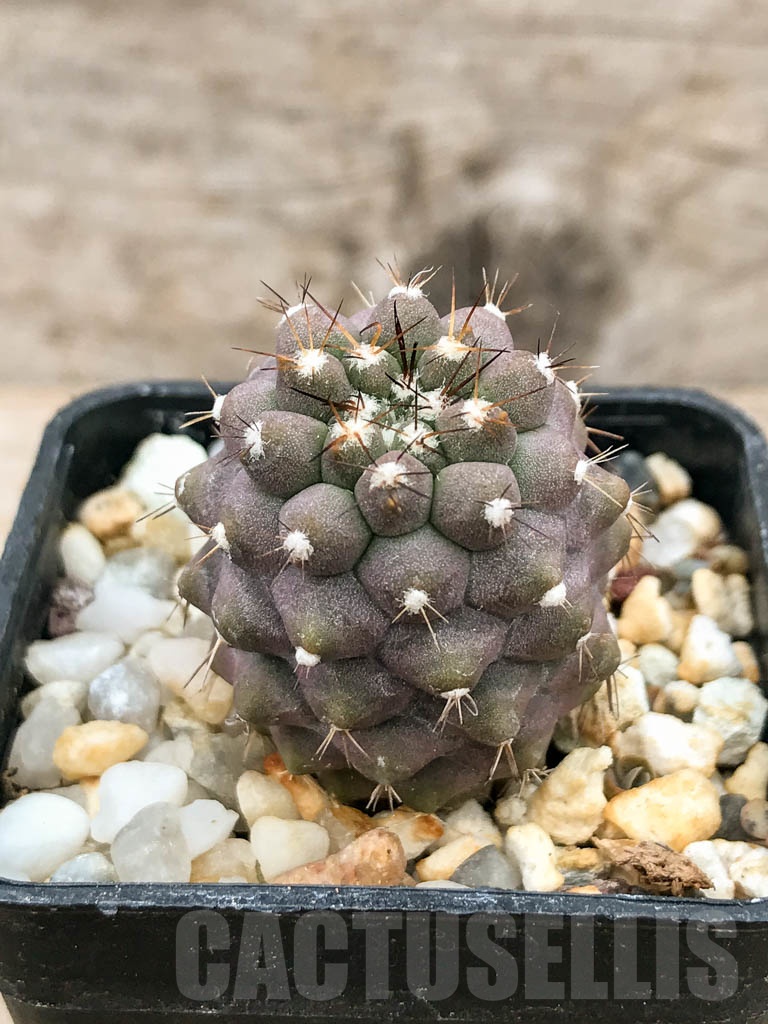 SHPR9246 Copiapoa montana - Imagen 2