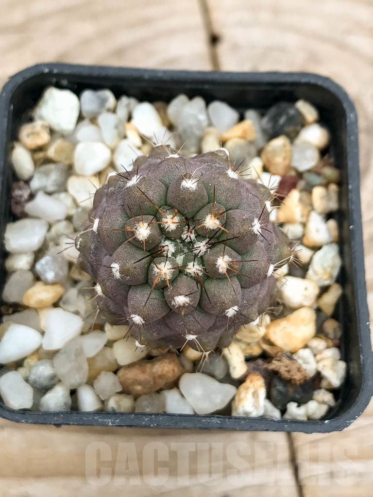 SHPR9246 Copiapoa montana
