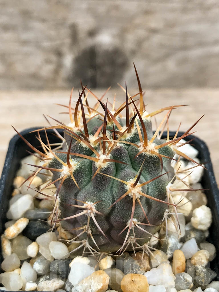 SHPR9248 Eriosyce sandillon, Coquimbo, Chile