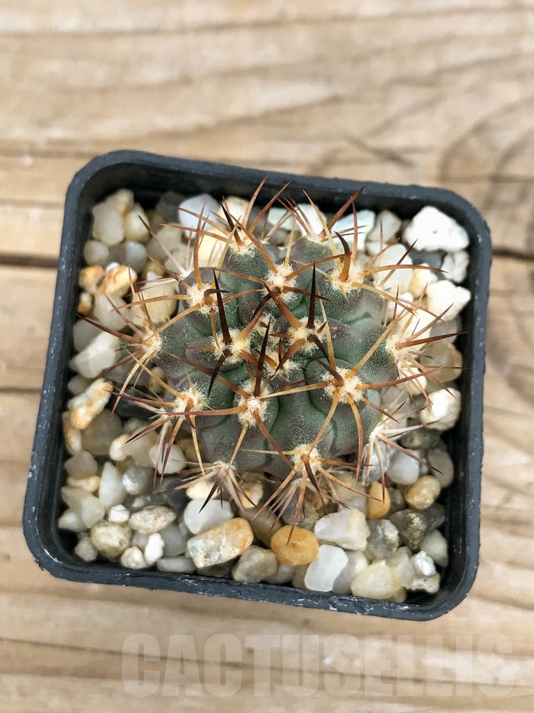 SHPR9248 Eriosyce sandillon, Coquimbo, Chile - Зображення 3