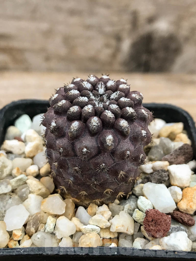 SHPR9249 Eriosyce setosiflora / Neochilenia setosiflora, Choros Bajos - Image 2