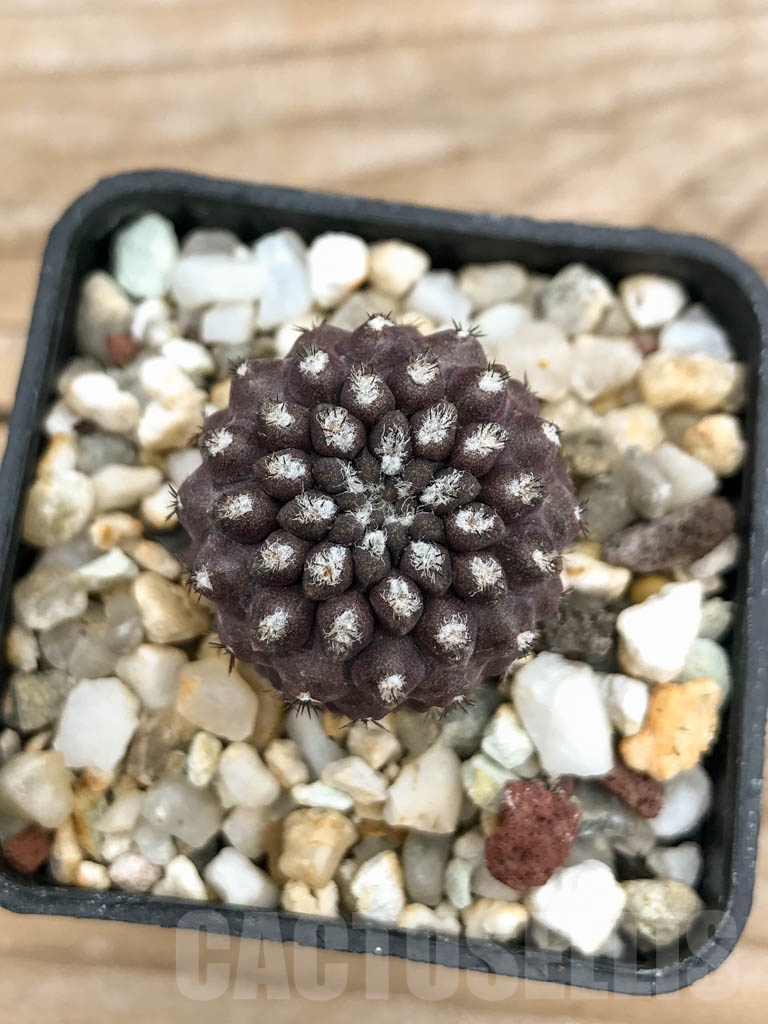 SHPR9249 Eriosyce setosiflora / Neochilenia setosiflora, Choros Bajos