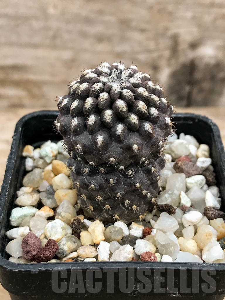 SHPR9250 Eriosyce setosiflora / Neochilenia setosiflora, Choros Bajos – Bild 2