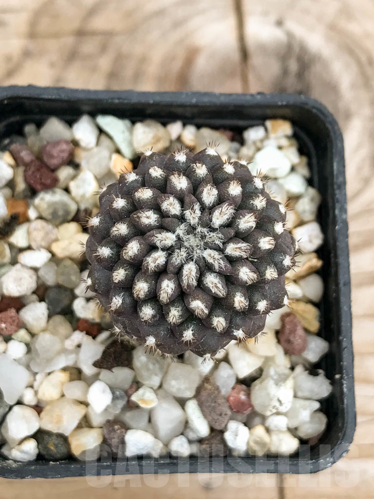 SHPR9250 Eriosyce setosiflora / Neochilenia setosiflora, Choros Bajos