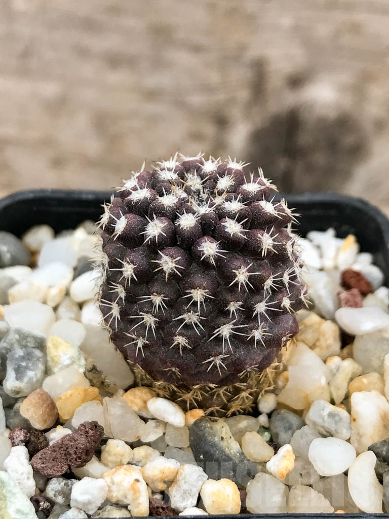 SHPR9251 Eriosyce setosiflora / Neochilenia setosiflora, Choros Bajos – Bild 2