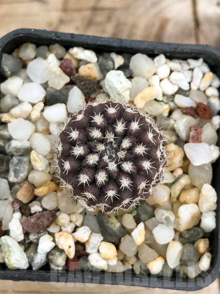 SHPR9251 Eriosyce setosiflora / Neochilenia setosiflora, Choros Bajos