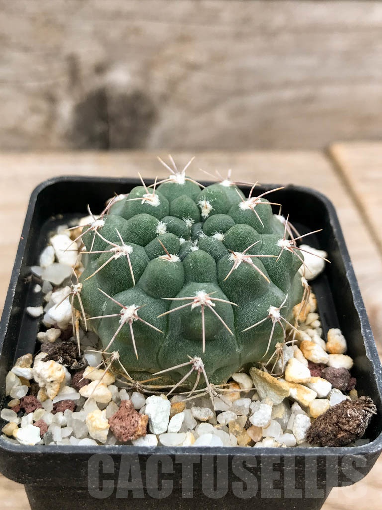 SHPR9258 Gymnocalycium capillaense aff. P 191, Córdoba, Argentina - immagine 2