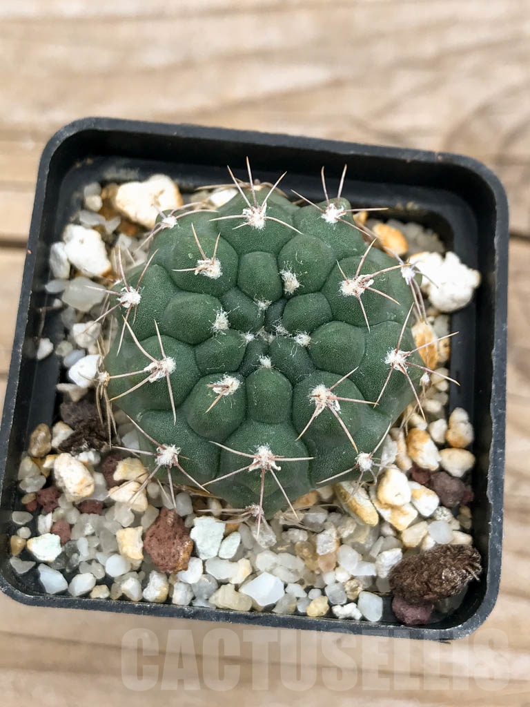 SHPR9258 Gymnocalycium capillaense aff. P 191, Córdoba, Argentina