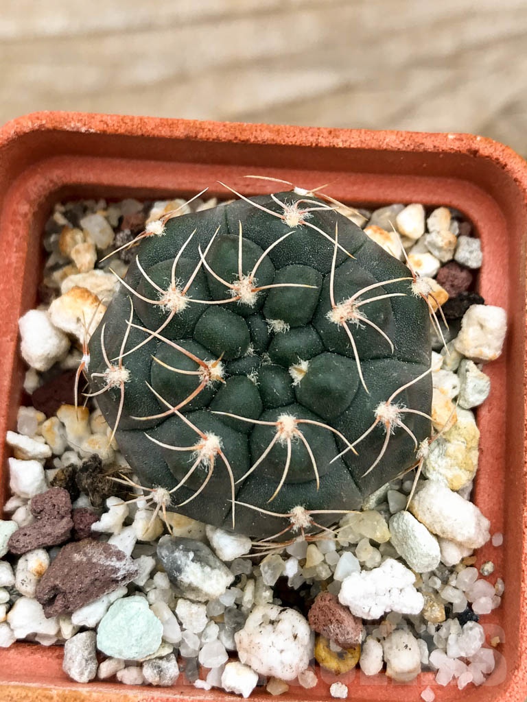 SHPR9258 Gymnocalycium capillaense aff. P 191, Córdoba, Argentina - immagine 4
