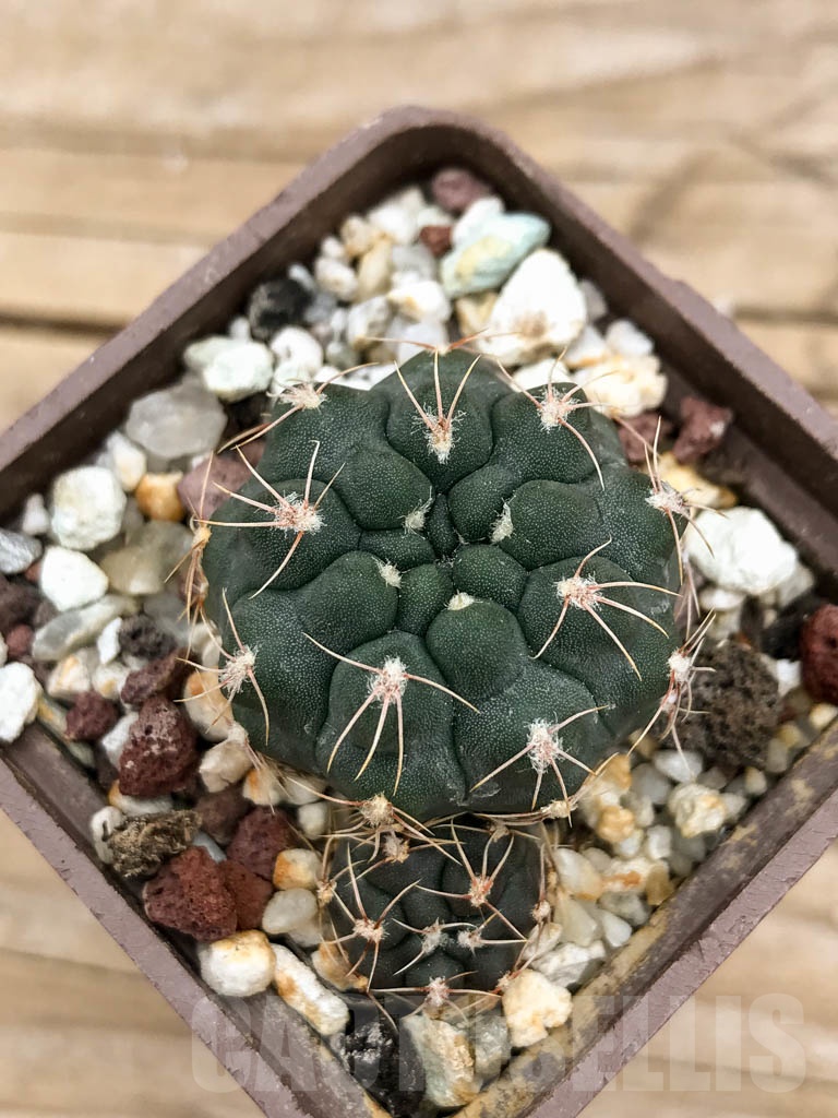 SHPR9258 Gymnocalycium capillaense aff. P 191, Córdoba, Argentina - immagine 5