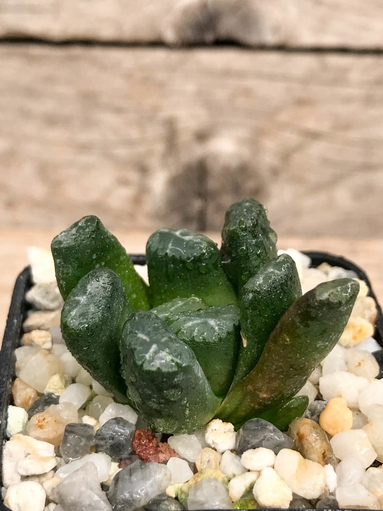 SHPR9259 Haworthia maughanii -Japan- - Image 2