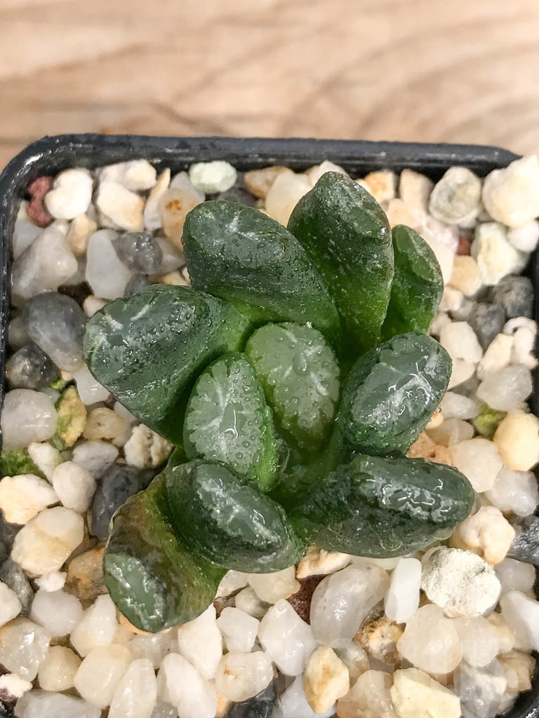 SHPR9259 Haworthia maughanii -Japan-