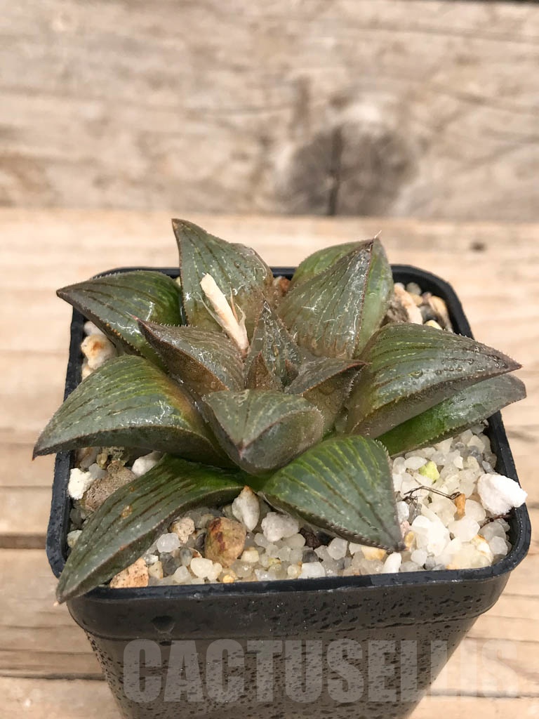 SHPR9260 Haworthia magnifica hybrid - immagine 2