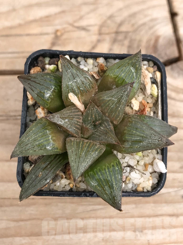 SHPR9260 Haworthia magnifica hybrid