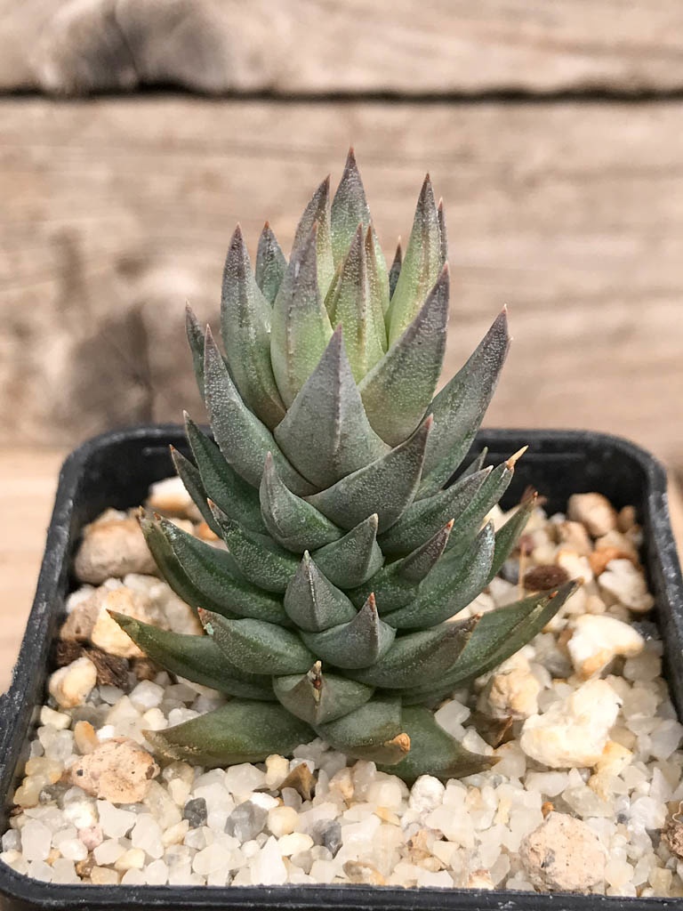 SHPR9262 Haworthia glauca