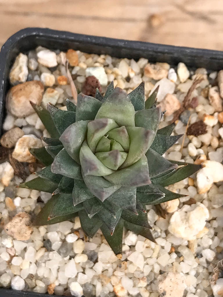 SHPR9262 Haworthia glauca - Image 3