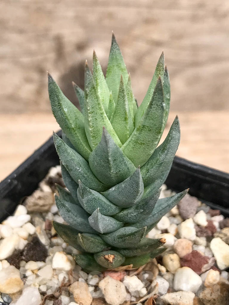 SHPR9262 Haworthia glauca - Image 4